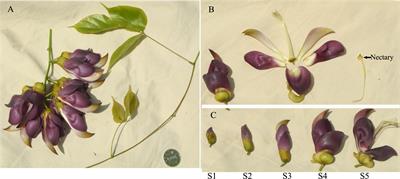 Characterization of a L-Gulono-1,4-Lactone Oxidase Like Protein in the Floral <mark class="highlighted">Nectar</mark> of Mucuna sempervirens, Fabaceae